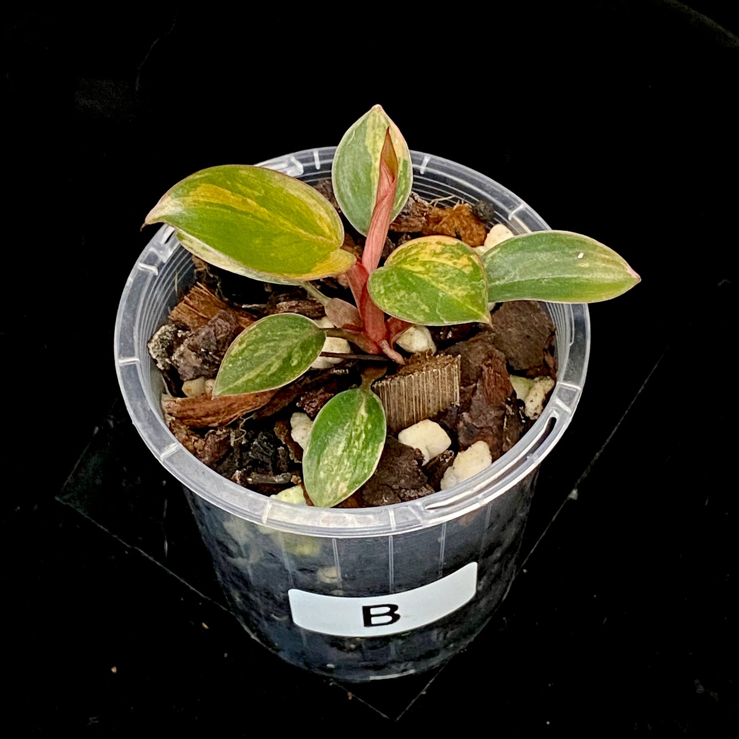 Philodendron Red Congo Variegated B