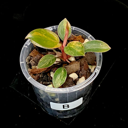 Philodendron Red Congo Variegated B