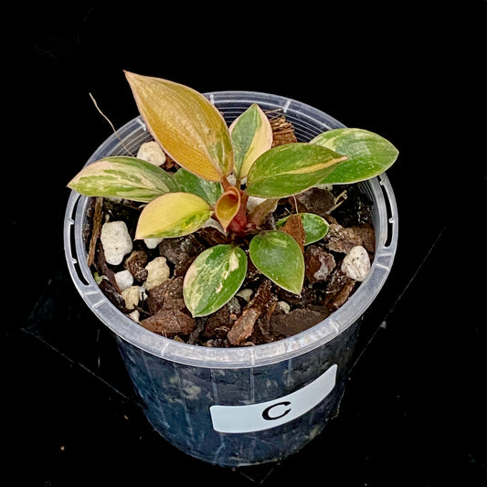 Philodendron Red Congo Variegated C