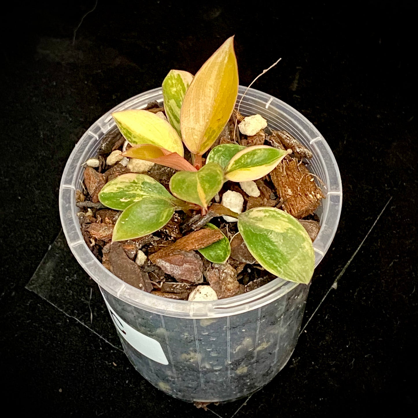 Philodendron Red Congo Variegated C