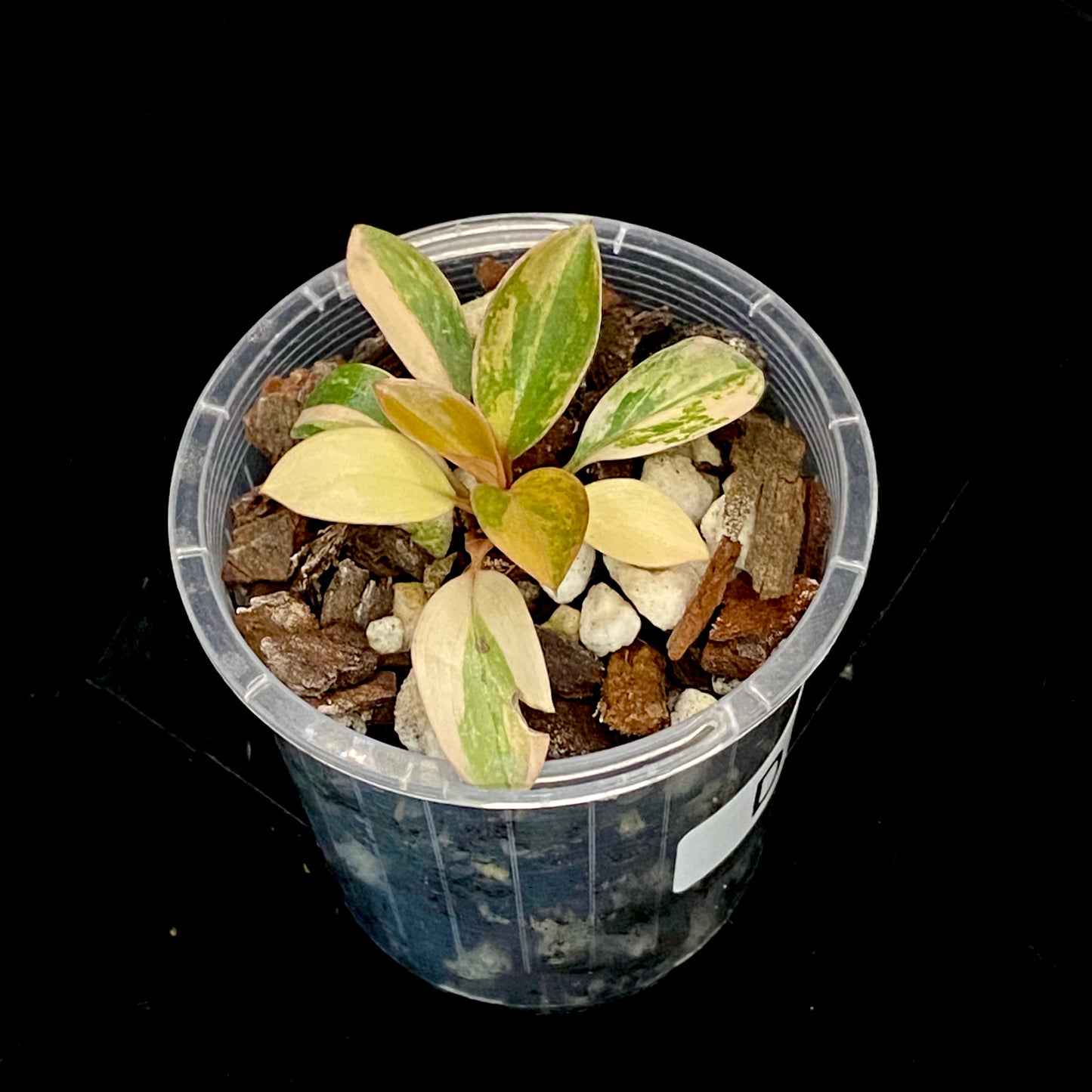 Philodendron Red Congo Variegated D