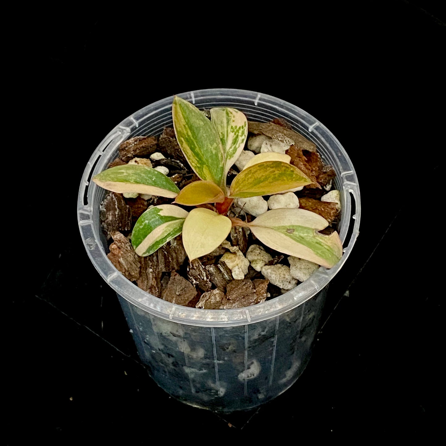 Philodendron Red Congo Variegated D