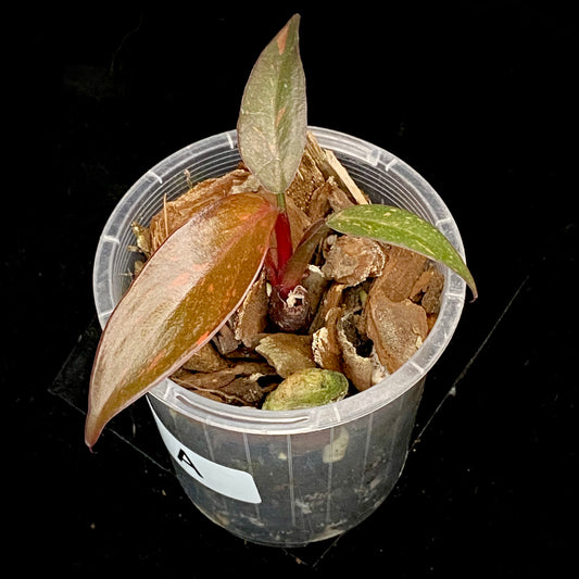 Philodendron Orange Princess Marble Variegated A