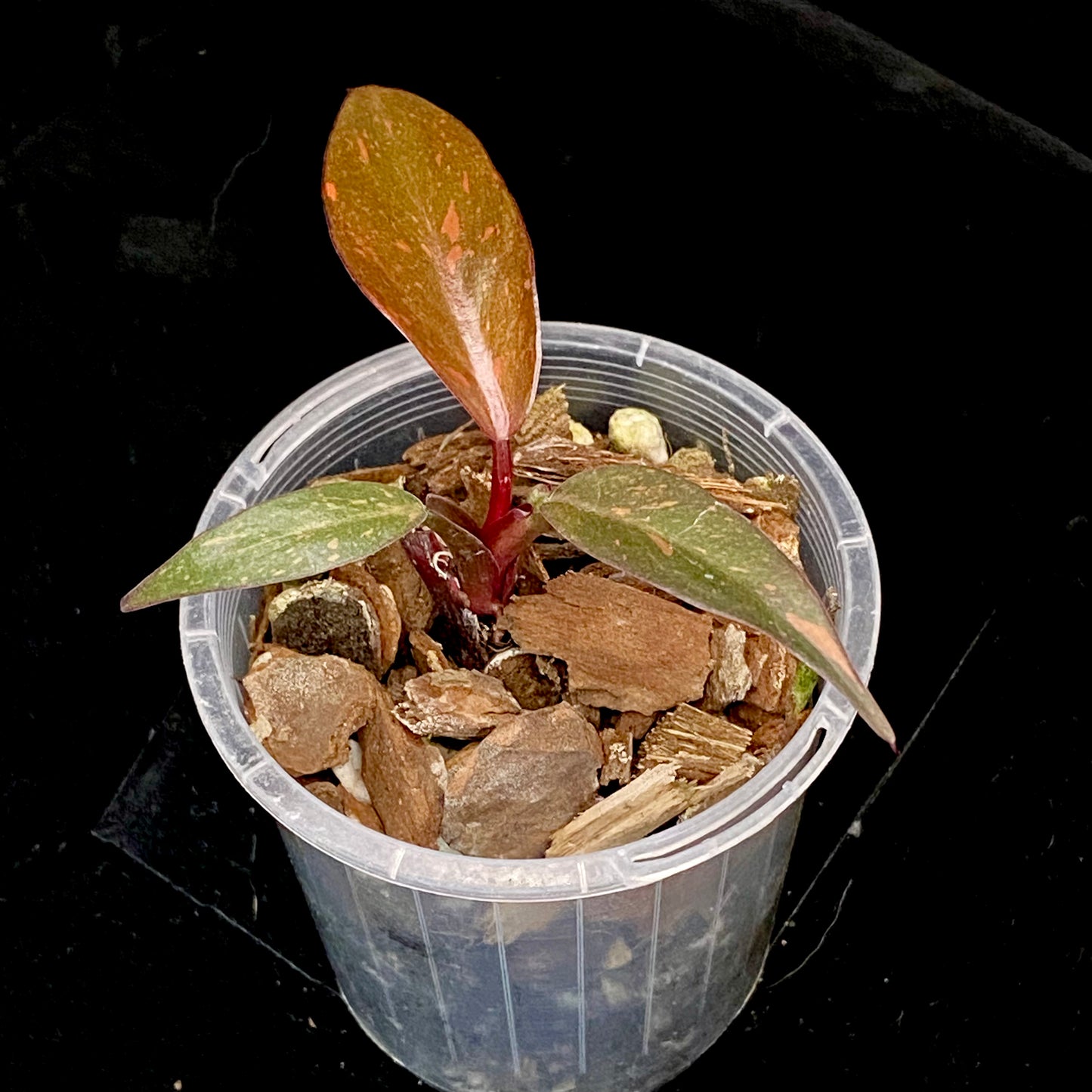 Philodendron Orange Princess Marble Variegated A