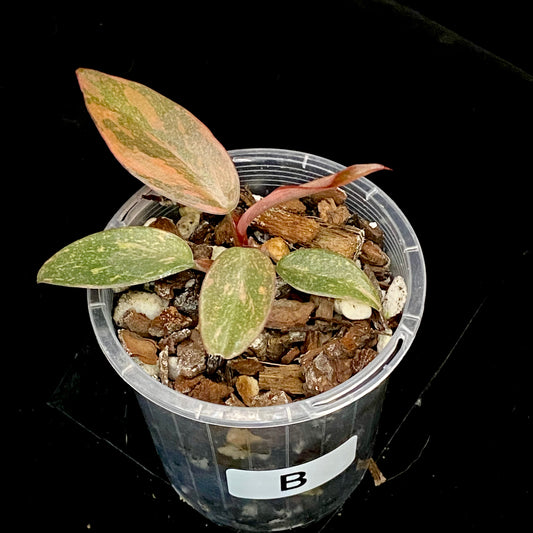 Philodendron Orange Princess Marble Variegated B