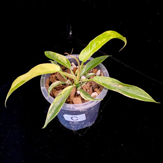 Philodendron Florida Beauty × Tortum Variegated C