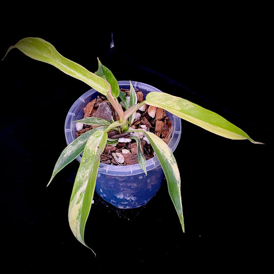 Philodendron Florida Beauty × Tortum Variegated D