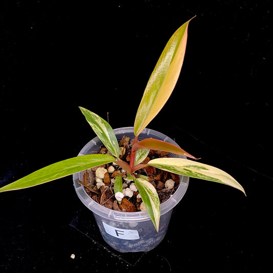 Philodendron Caramel Marble F
