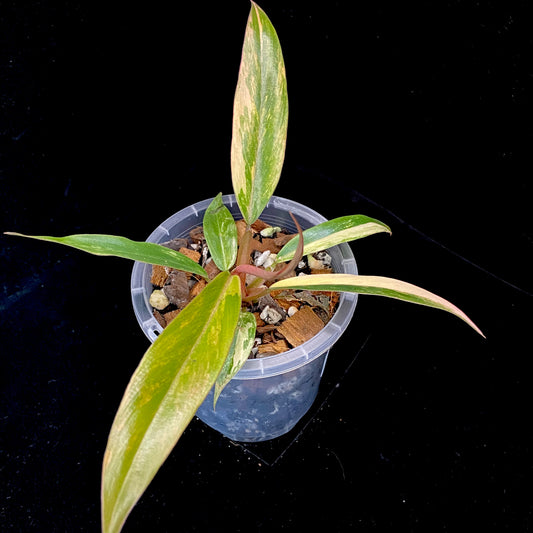 Philodendron Caramel Marble H