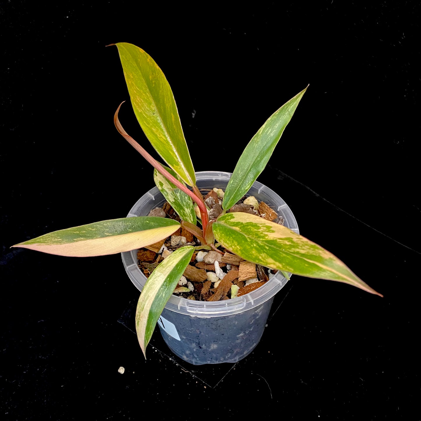 Philodendron Caramel Marble H