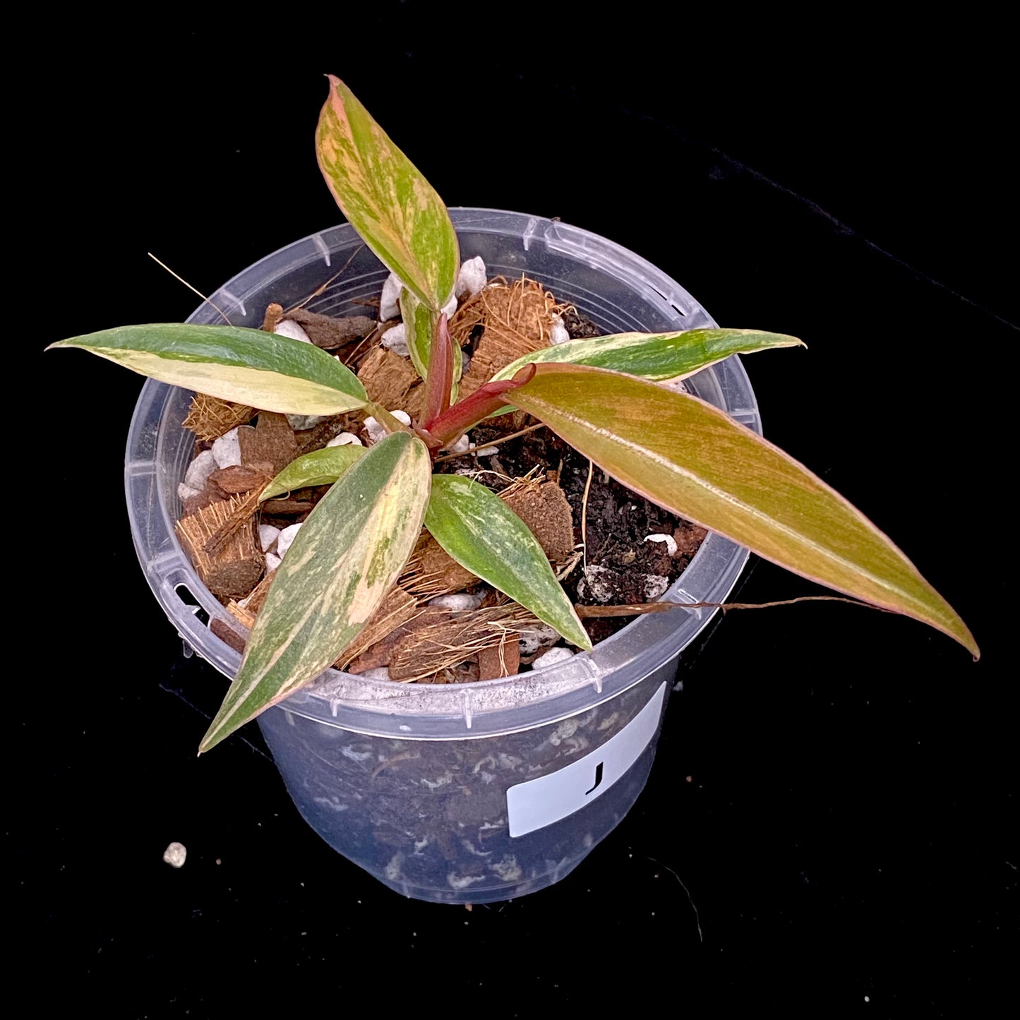 Philodendron Caramel Marble J