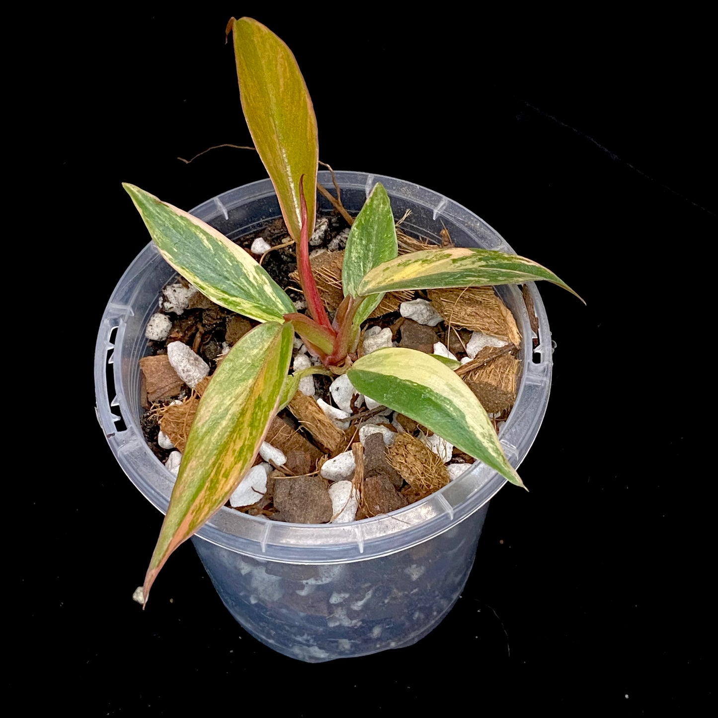 Philodendron Caramel Marble J