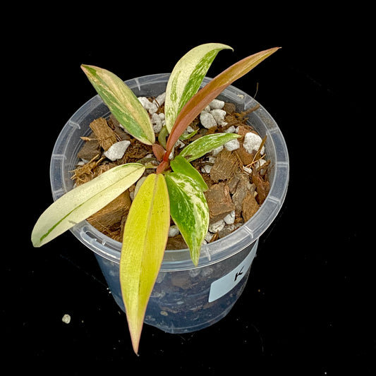 Philodendron Caramel Marble K