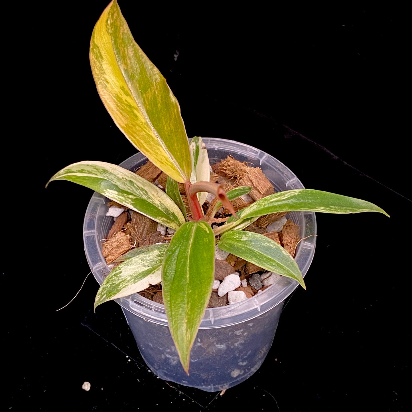 Philodendron Caramel Marble L