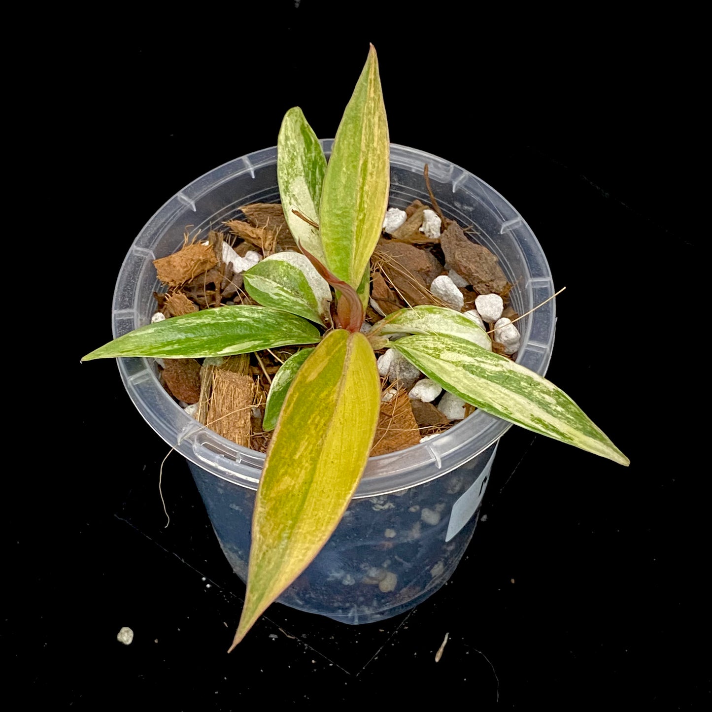 Philodendron Caramel Marble M