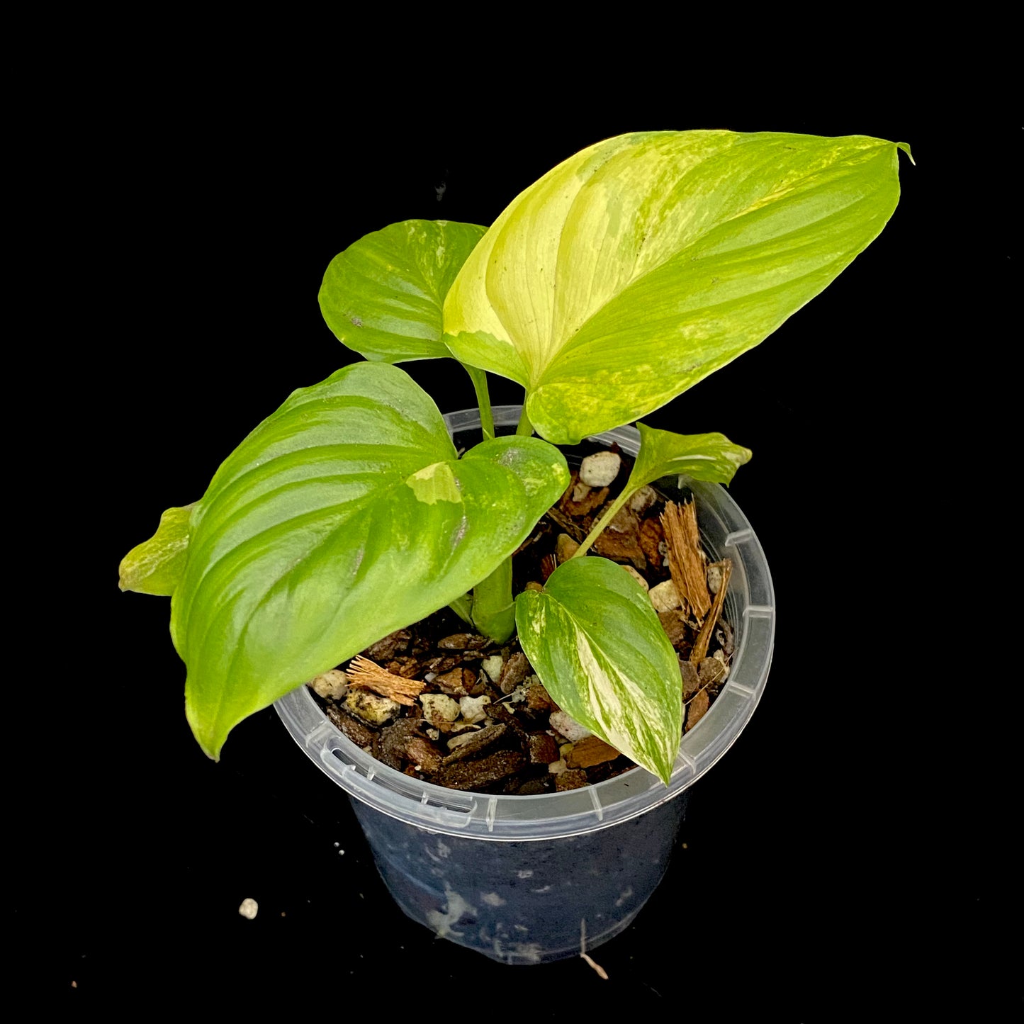 Homalomena Rubescens Aurea Variegated