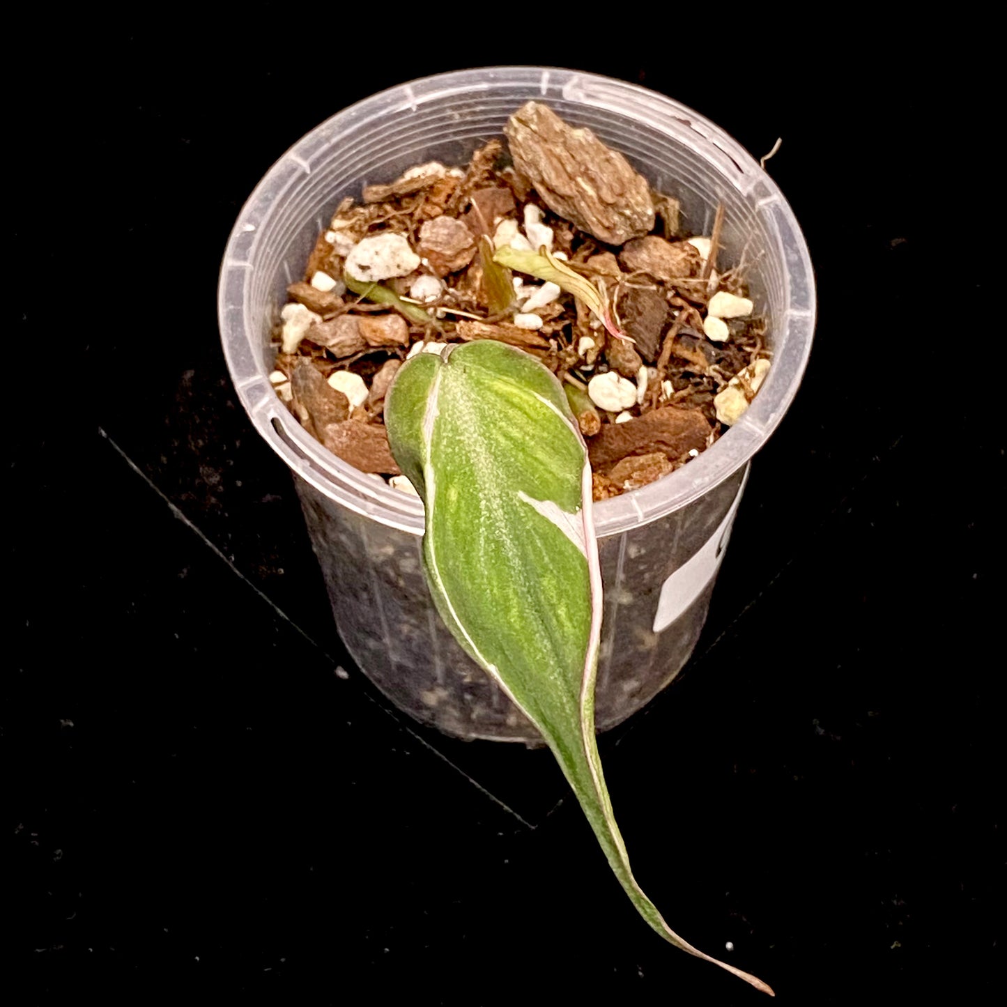 Philodendron Halo Velvet Micans G