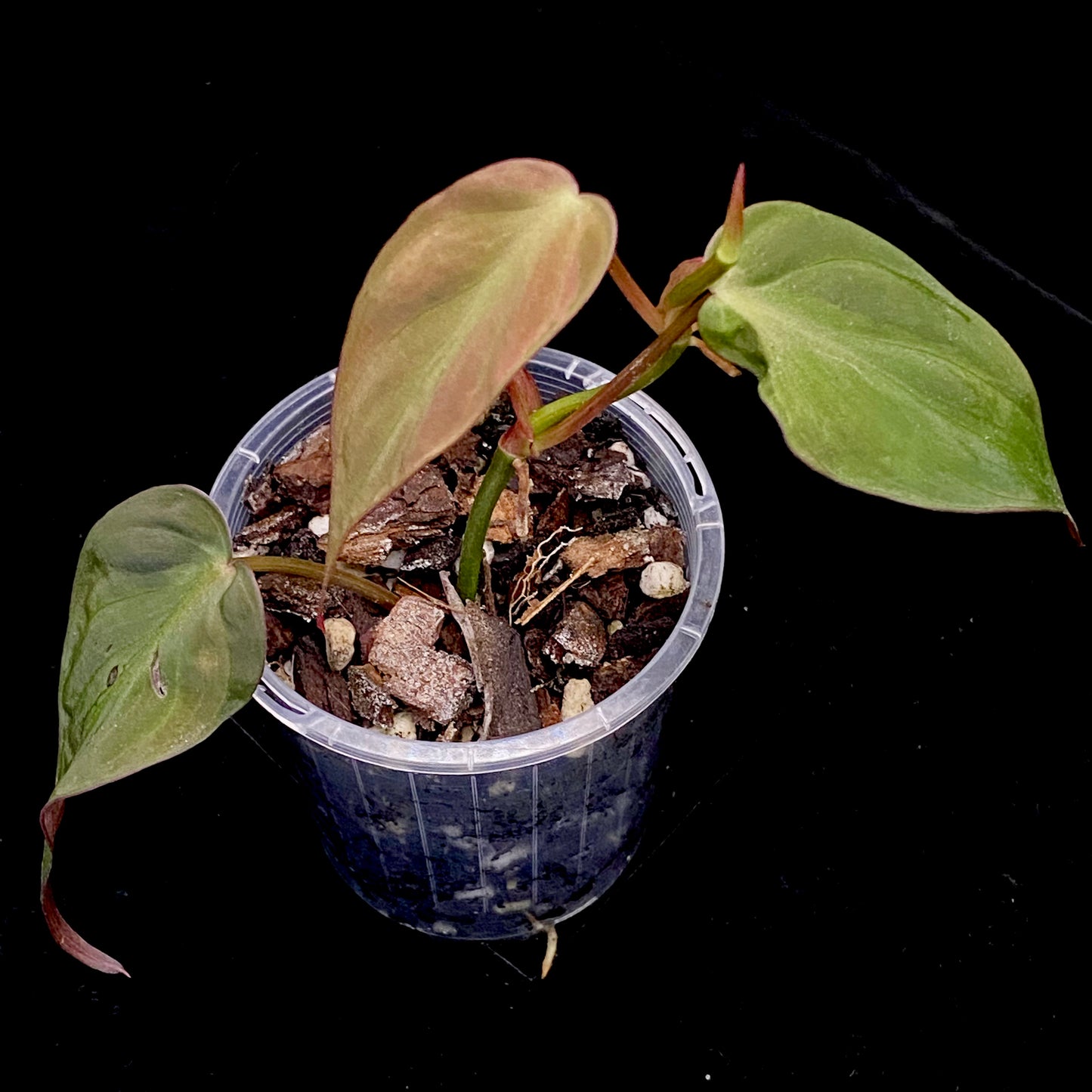 Philodendron Halo Velvet Micans H