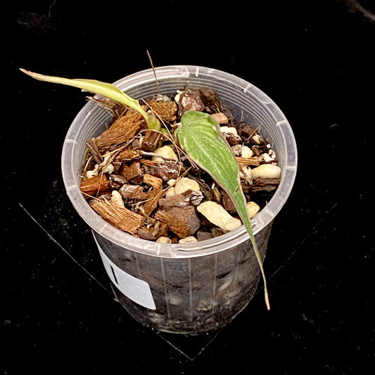 Philodendron Halo Velvet Micans I