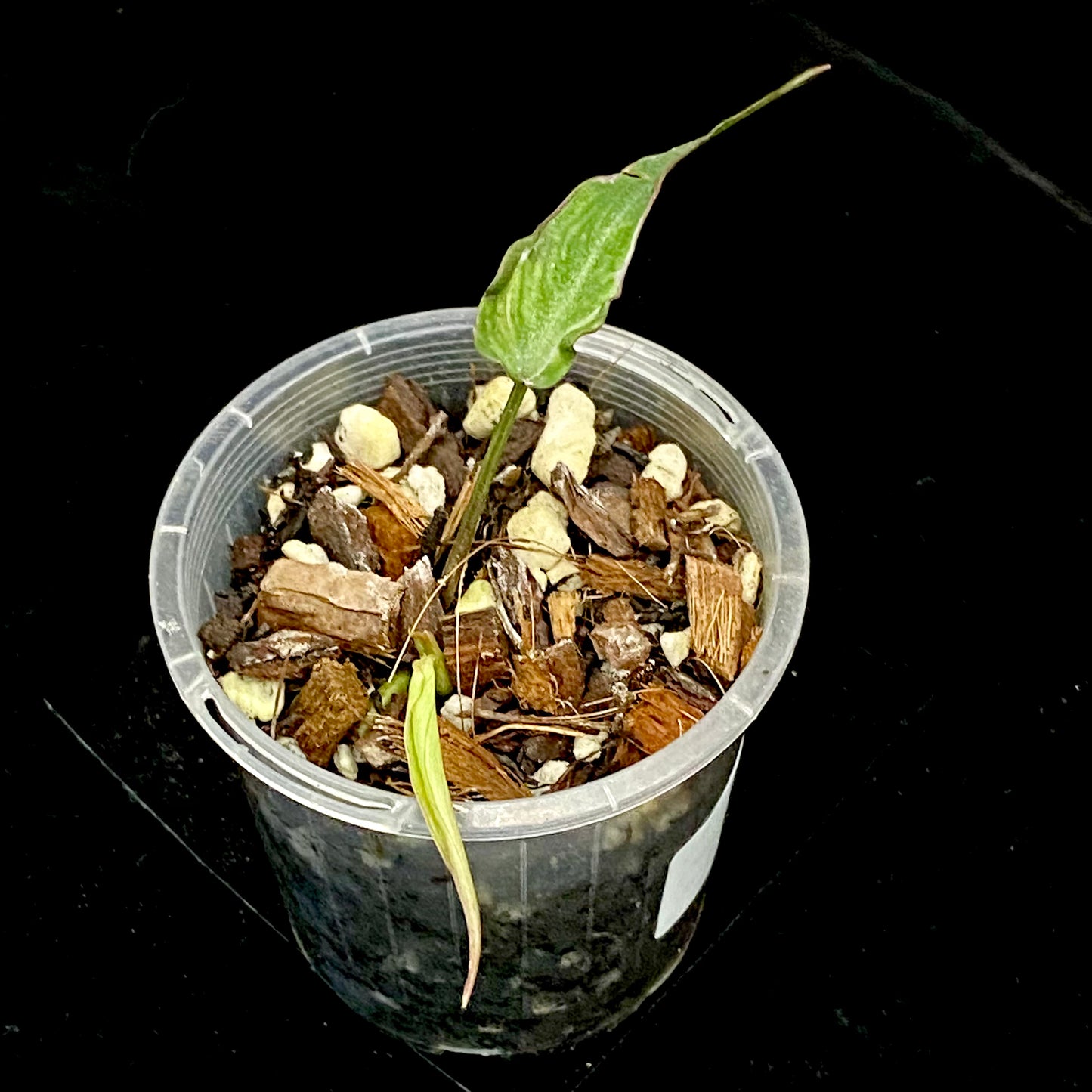 Philodendron Halo Velvet Micans I