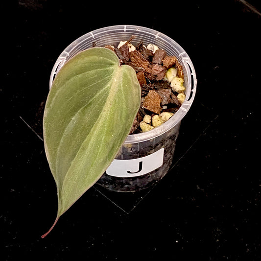 Philodendron Halo Velvet Micans J