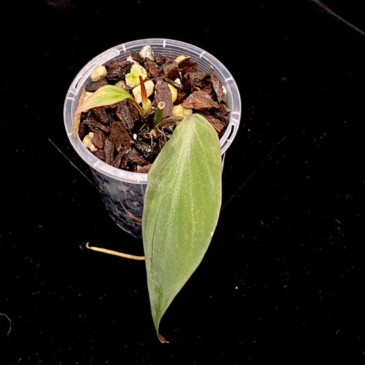 Philodendron Halo Velvet Micans K