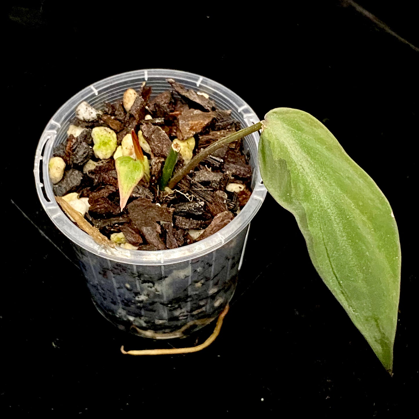 Philodendron Halo Velvet Micans K