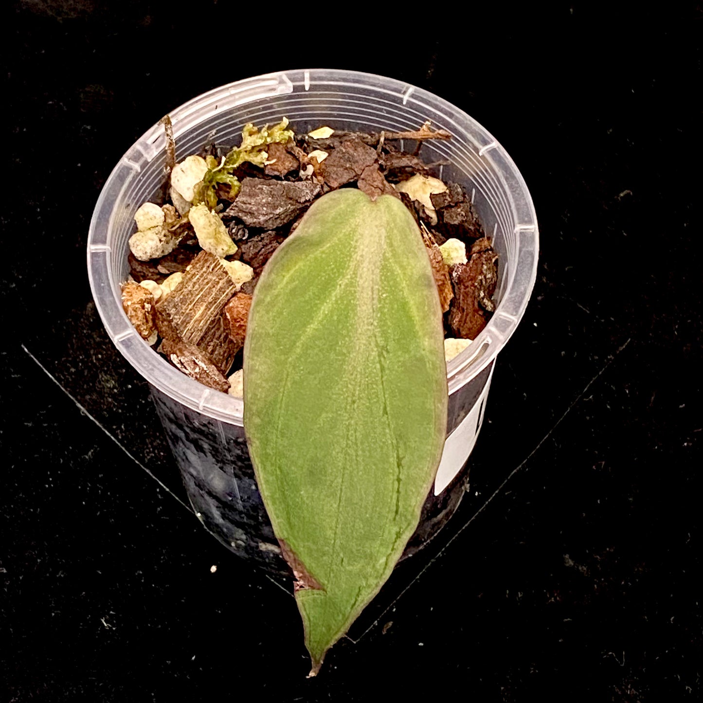 Philodendron Halo Velvet Micans L