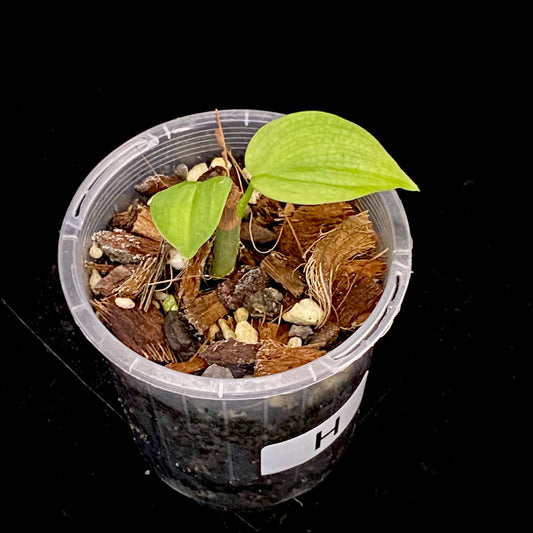 Philodendron Fibraecataphyllum H
