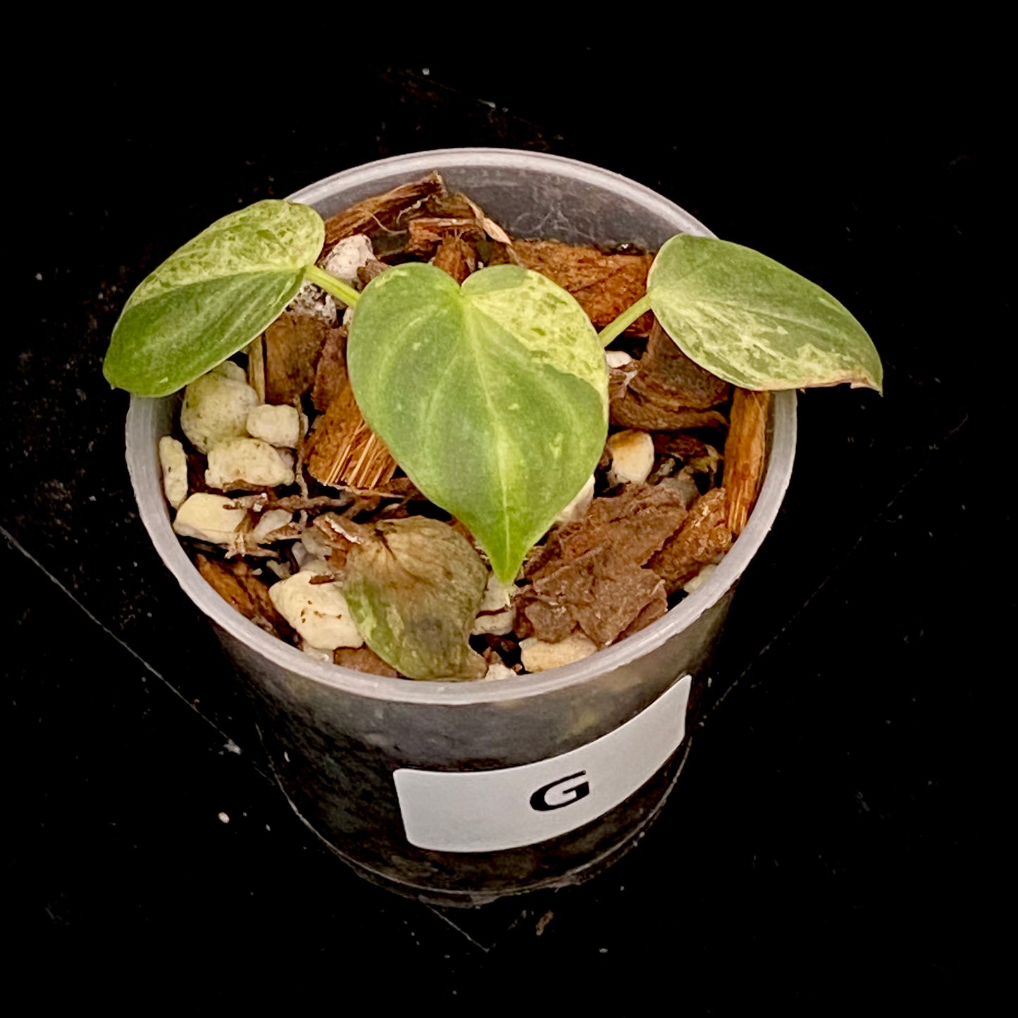 Philodendron Verrucosum Variegated G