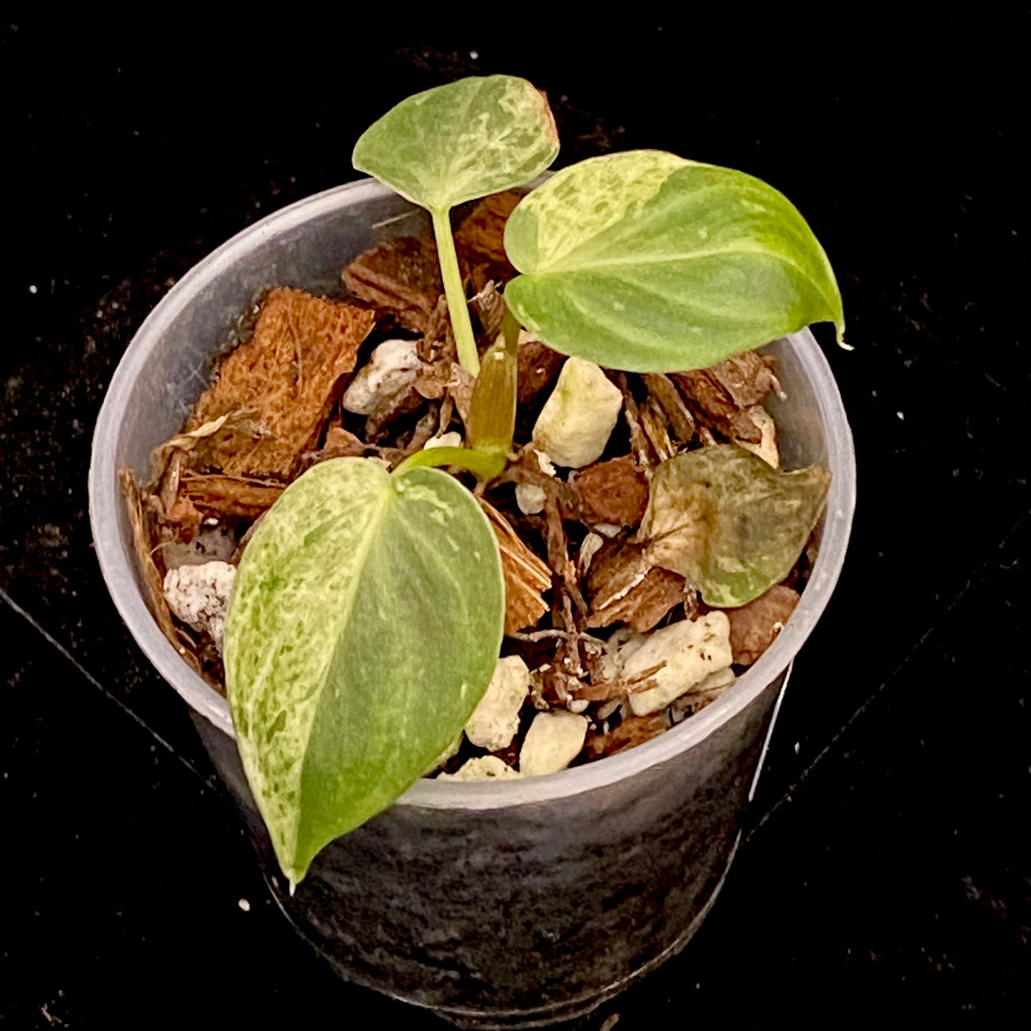 Philodendron Verrucosum Variegated G