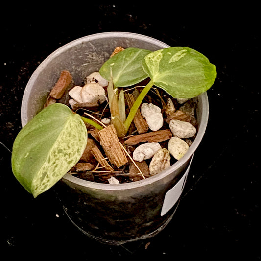 Philodendron Verrucosum Variegated H