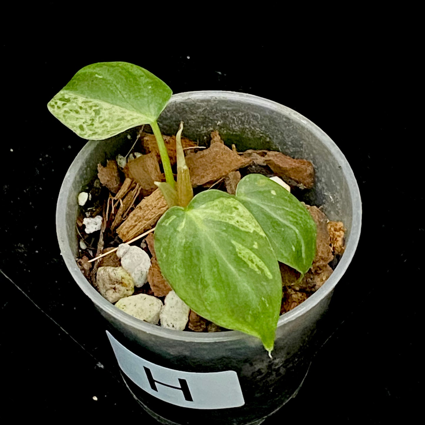 Philodendron Verrucosum Variegated H