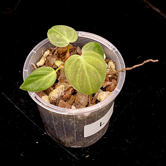 Philodendron El Choco Red L