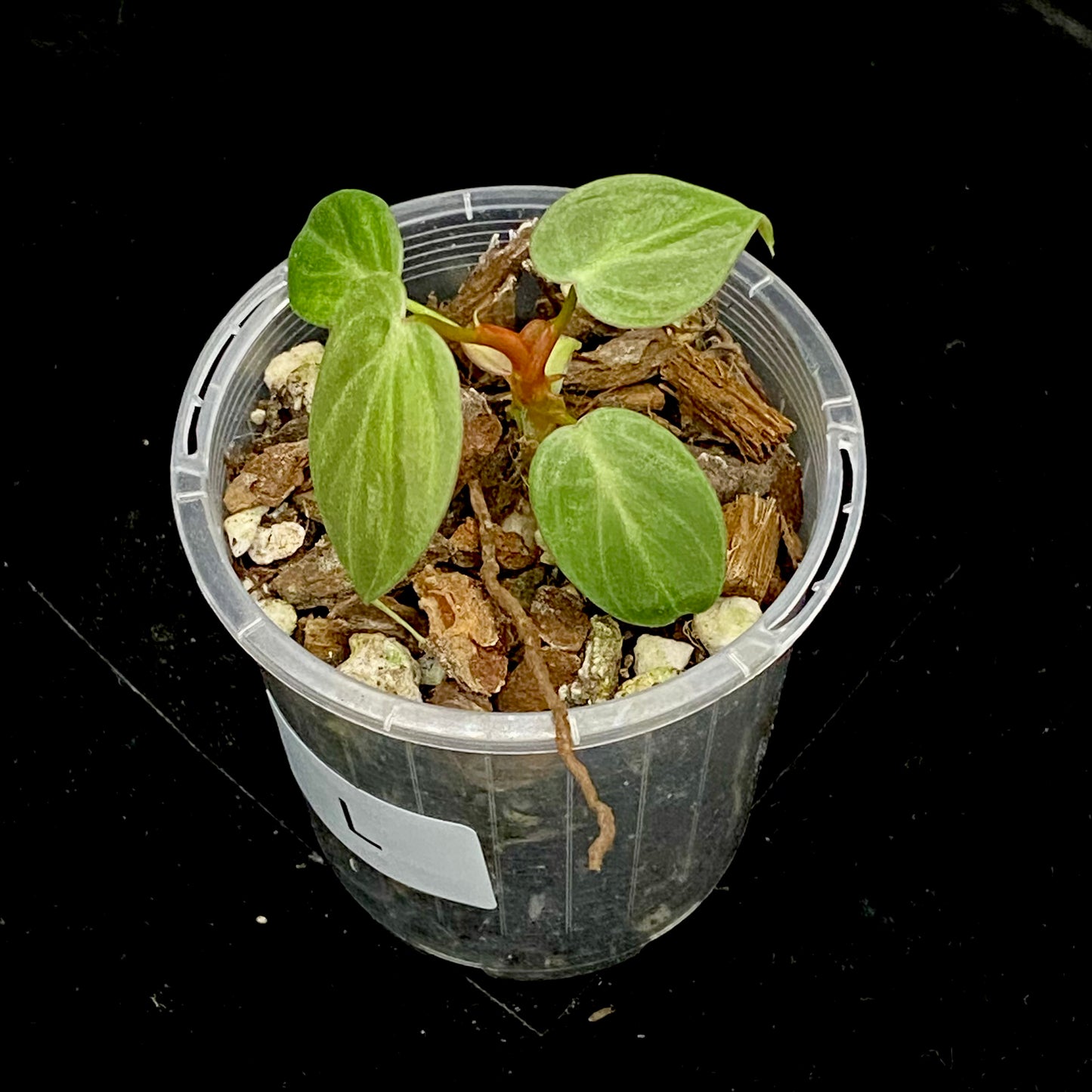 Philodendron El Choco Red L