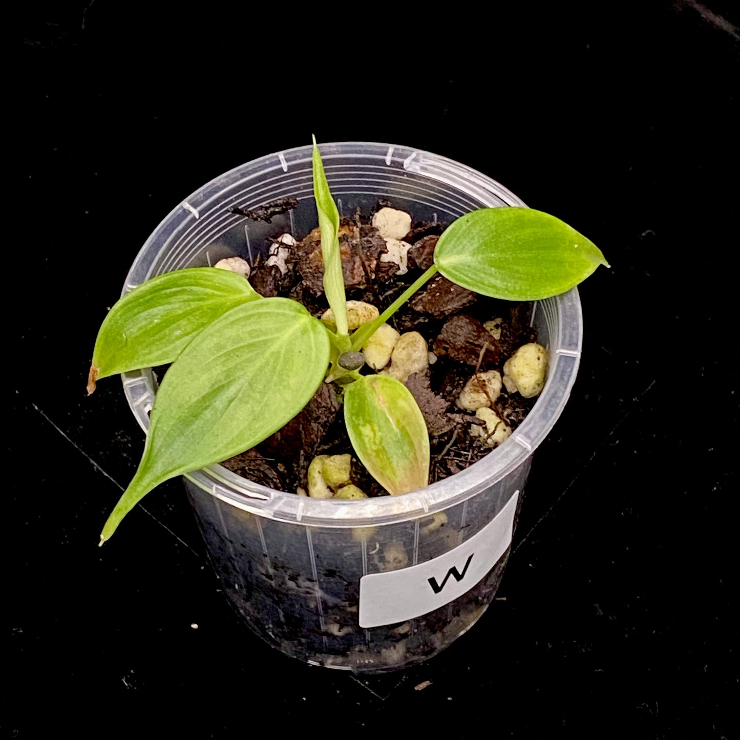 Philodendron Esmeraldense W