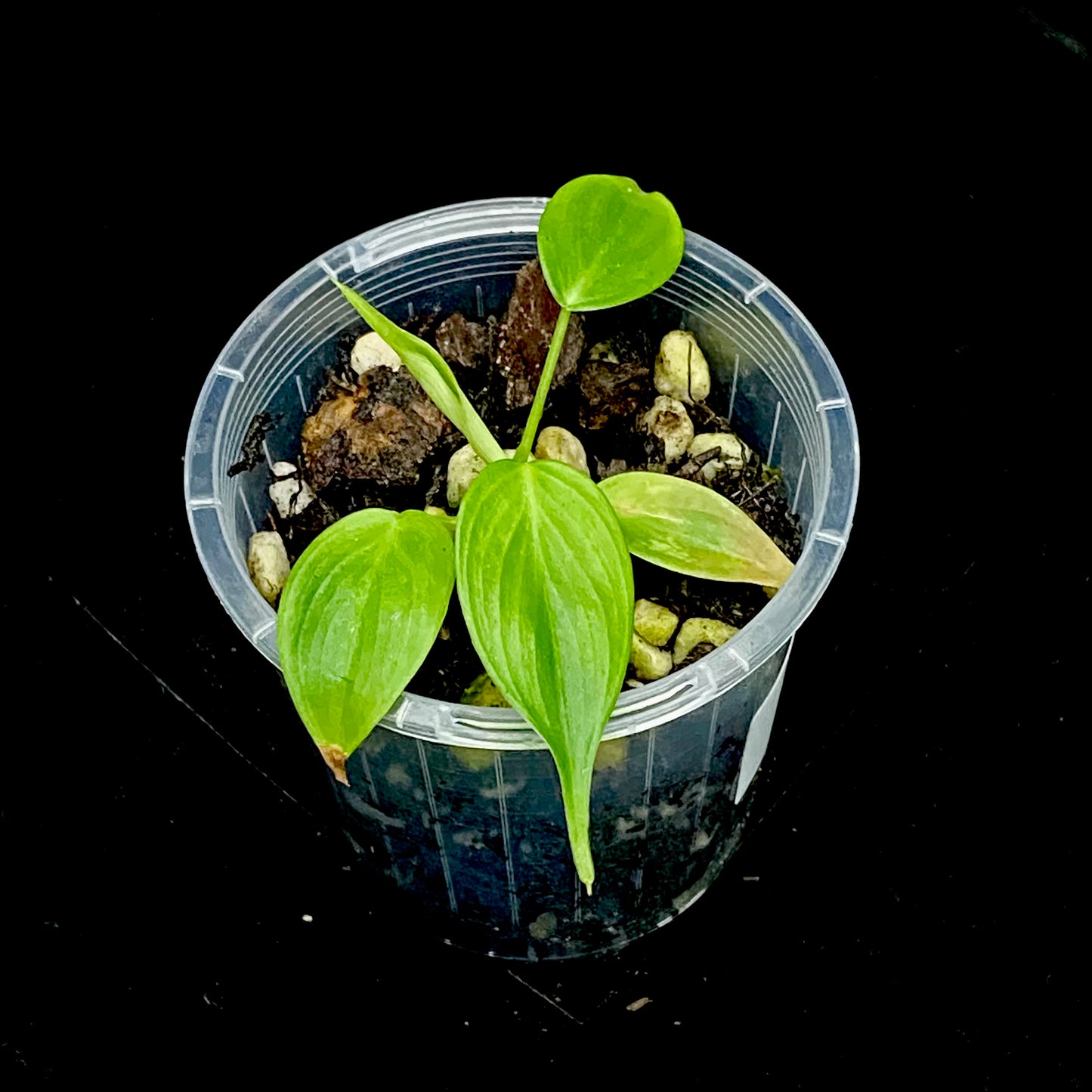 Philodendron Esmeraldense W