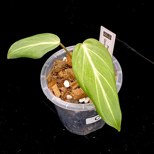 Philodendron White Vein Gloriosum D