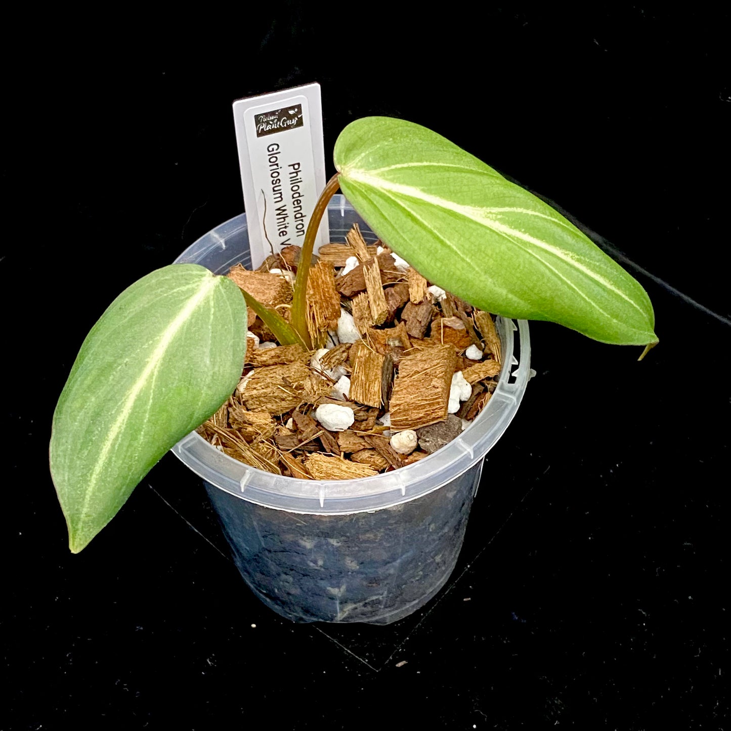 Philodendron White Vein Gloriosum C