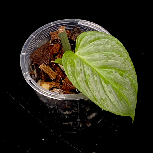 Philodendron Majestic I