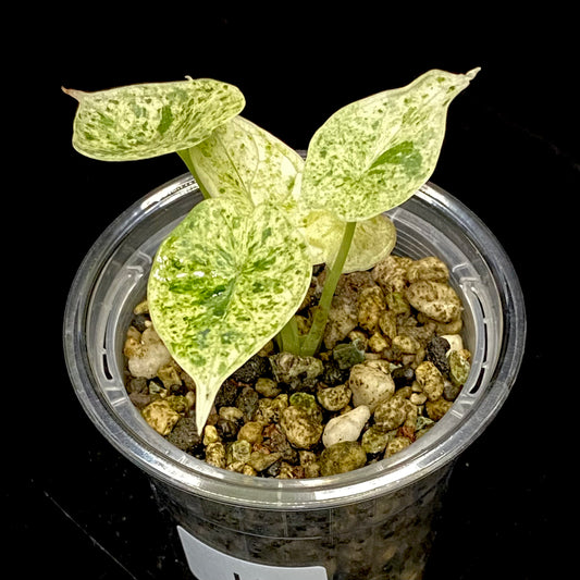 Alocasia Dragon Scale Mint Variegated H