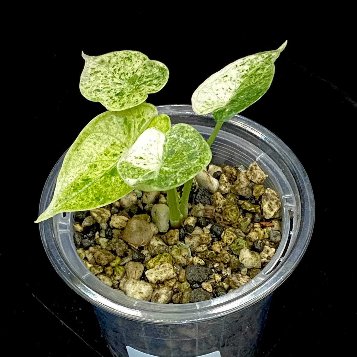 Alocasia Dragon Scale Mint Variegated P