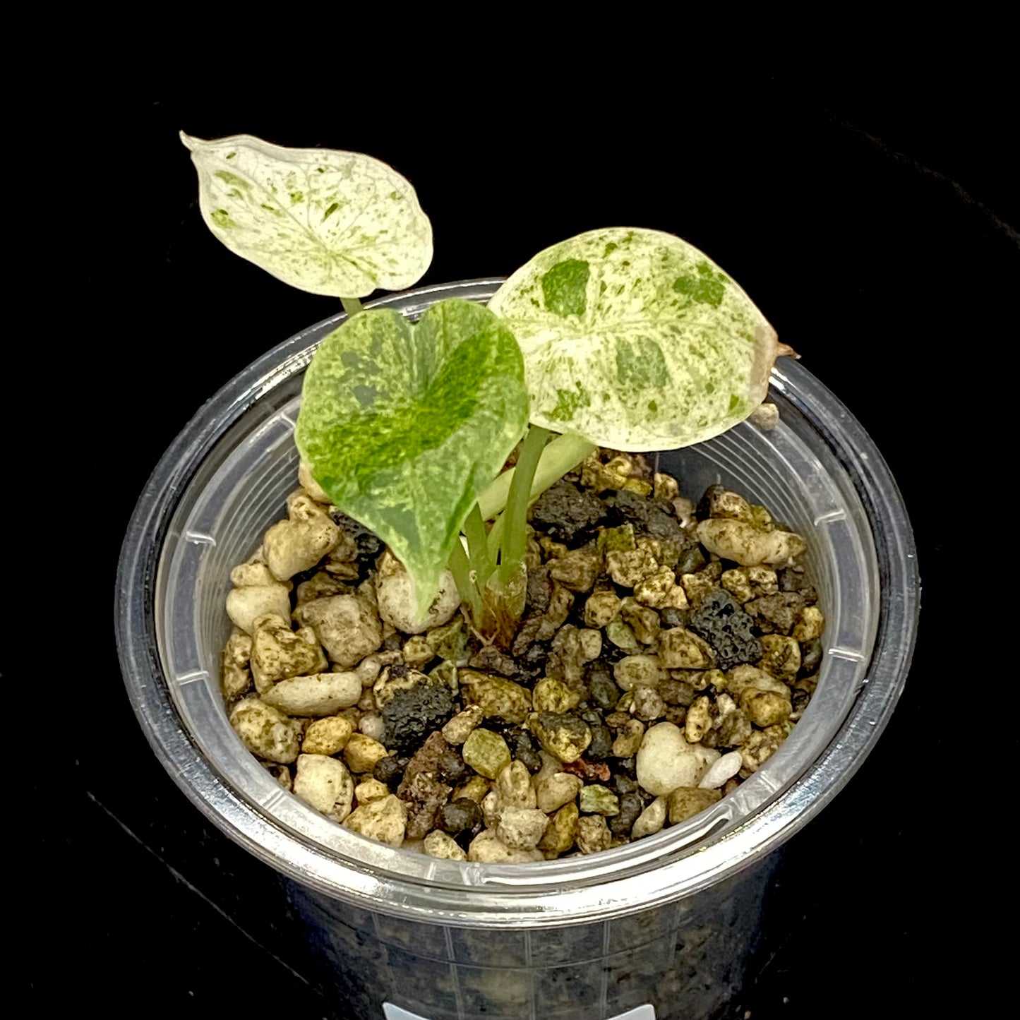 Alocasia Dragon Scale Mint Variegated Q