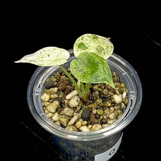 Alocasia Dragon Scale Mint Variegated Q