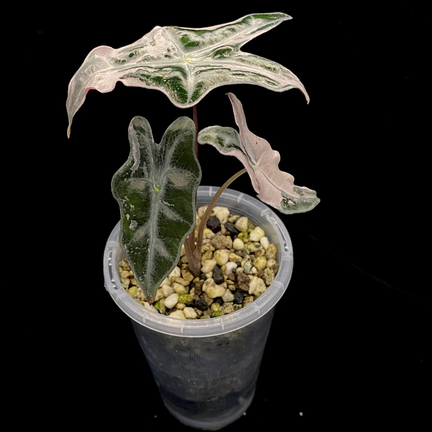 Alocasia Pink Nobilis B