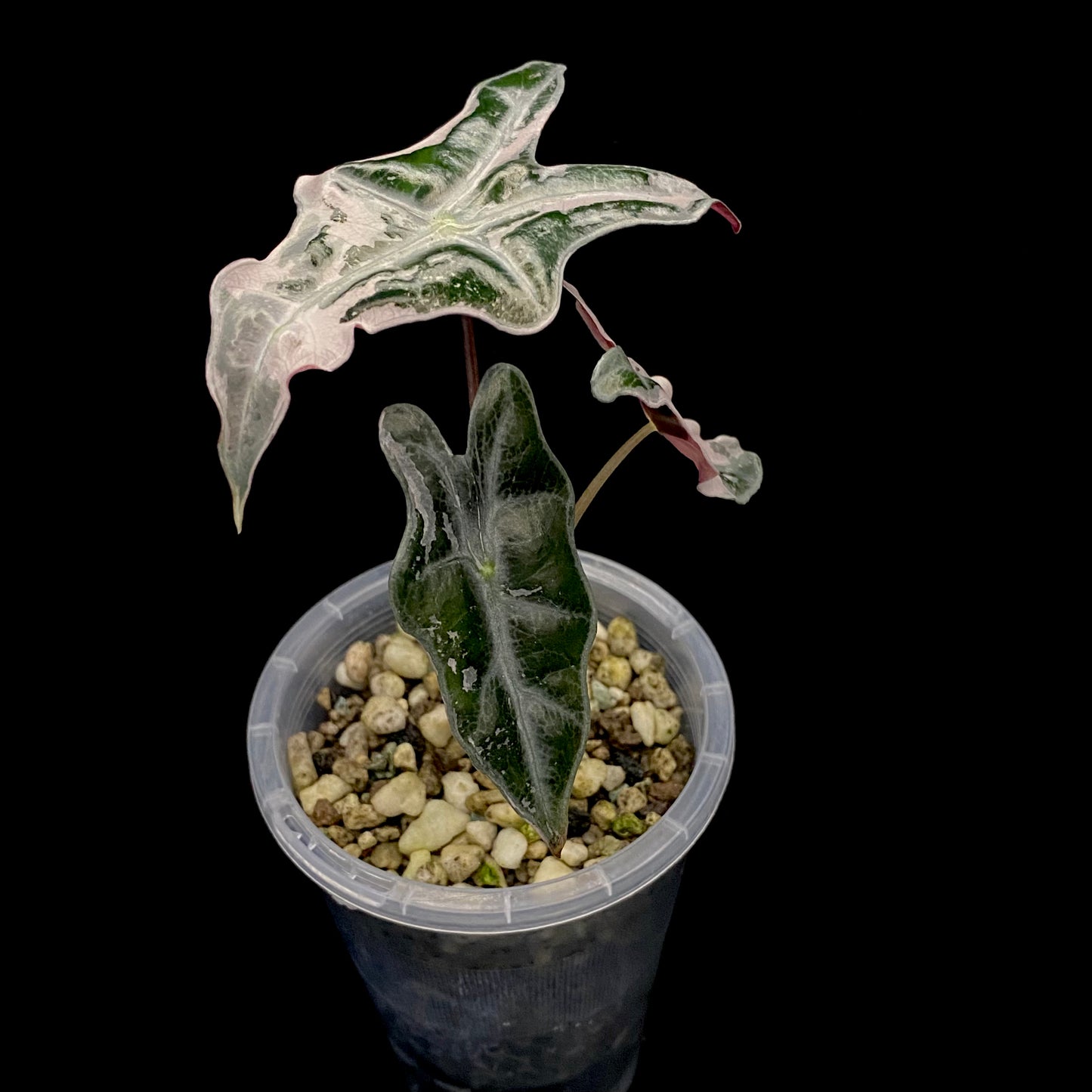 Alocasia Pink Nobilis B