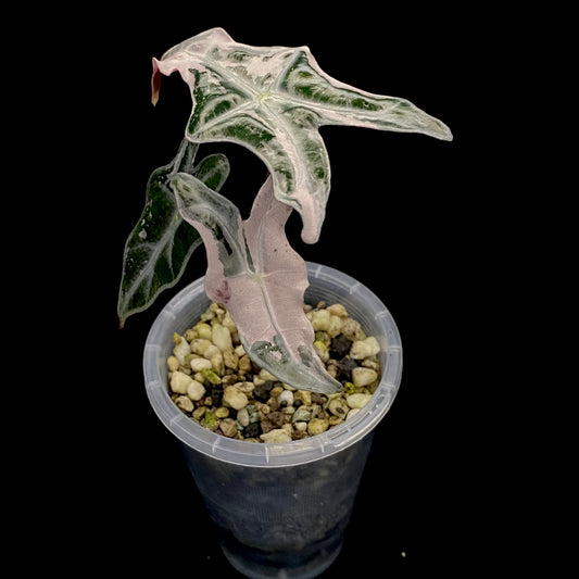 Alocasia Pink Nobilis B