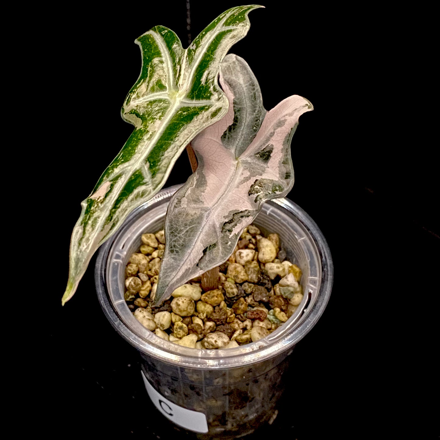 Alocasia Pink Nobilis C