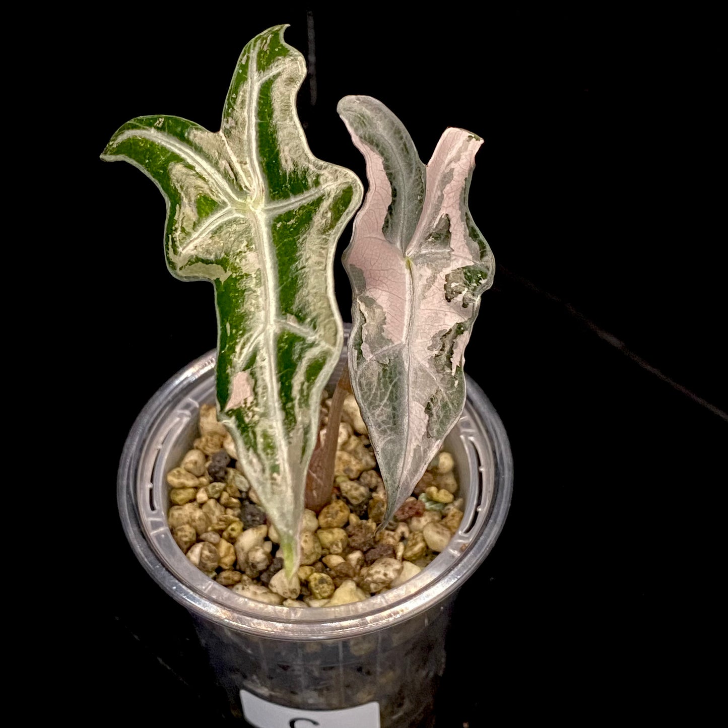 Alocasia Pink Nobilis C