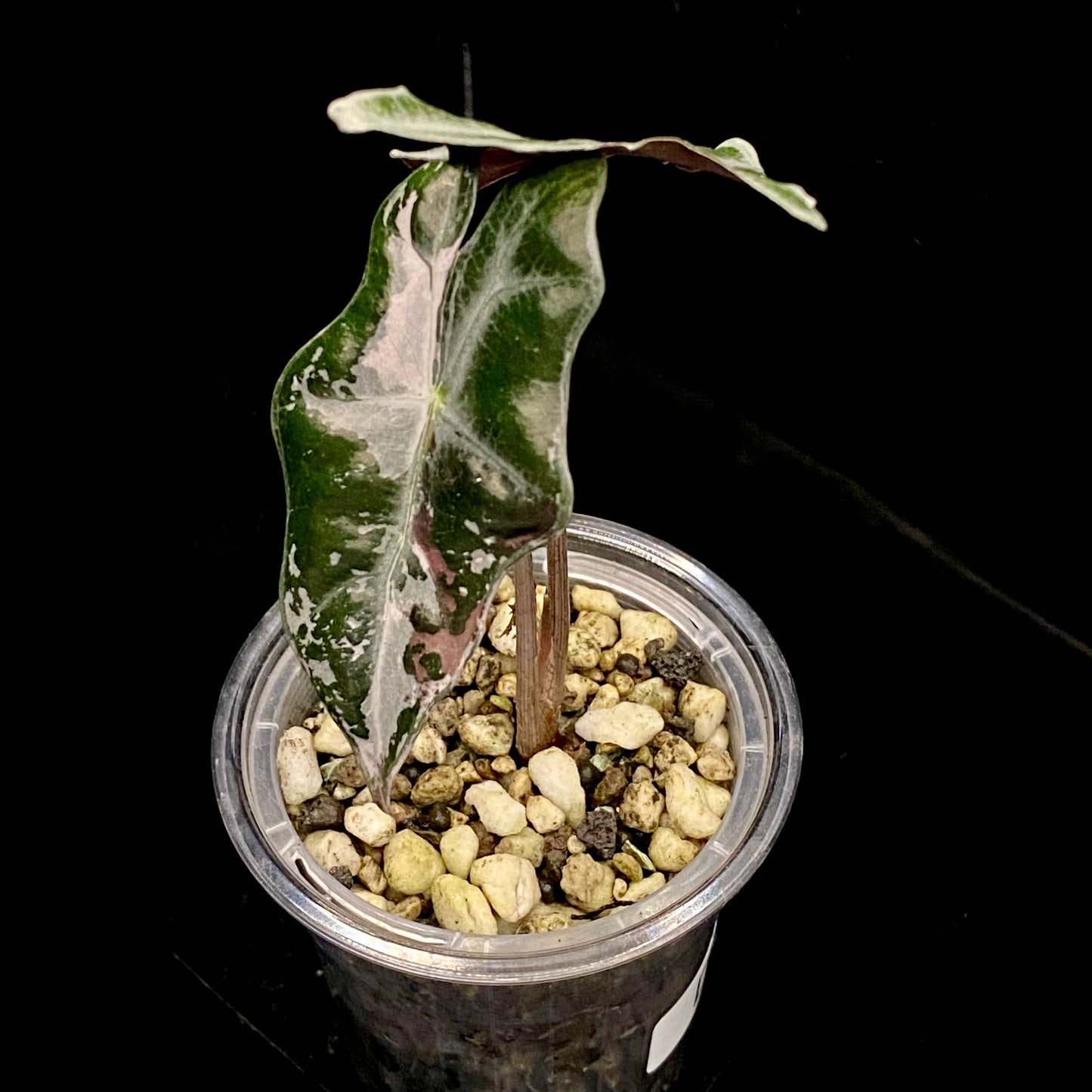 Alocasia Pink Nobilis D